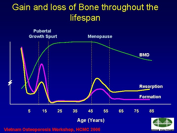 Gain and loss of Bone throughout the lifespan Pubertal Growth Spurt Menopause BMD Resorption