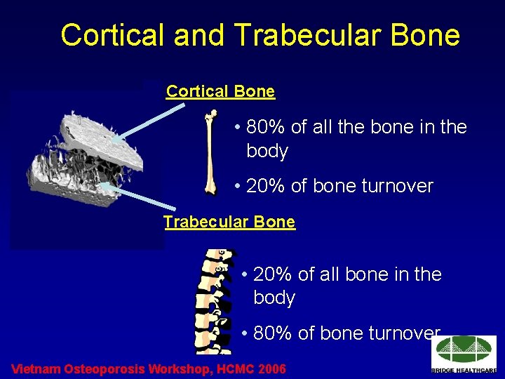 Cortical and Trabecular Bone Cortical Bone • 80% of all the bone in the