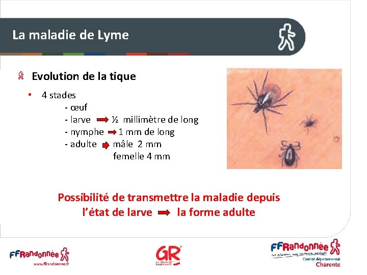 La maladie de Lyme Evolution de la tique • 4 stades - œuf -