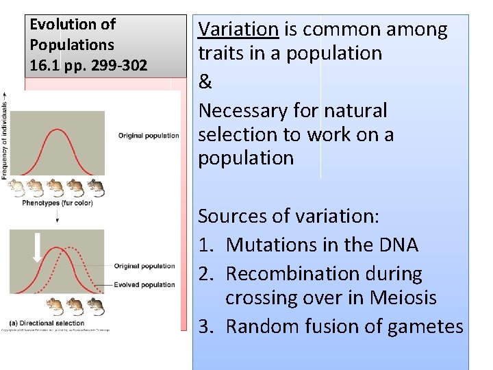 Evolution of Populations 16. 1 pp. 299 -302 Variation is common among traits in