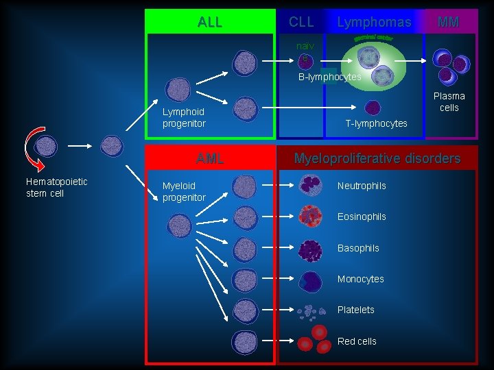 ALL CLL Lymphomas MM naïv e B-lymphocytes Lymphoid progenitor AML Hematopoietic stem cell Myeloid