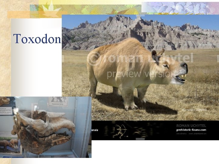 Toxodon 