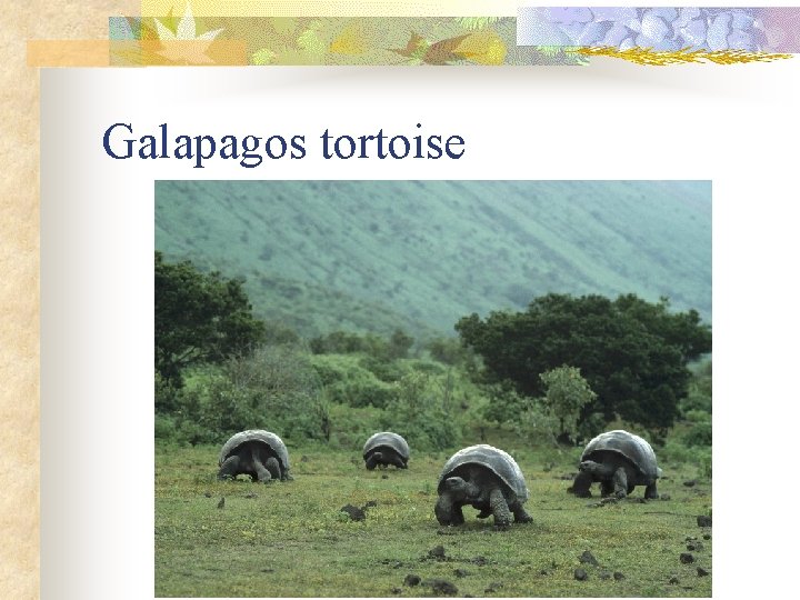 Galapagos tortoise 