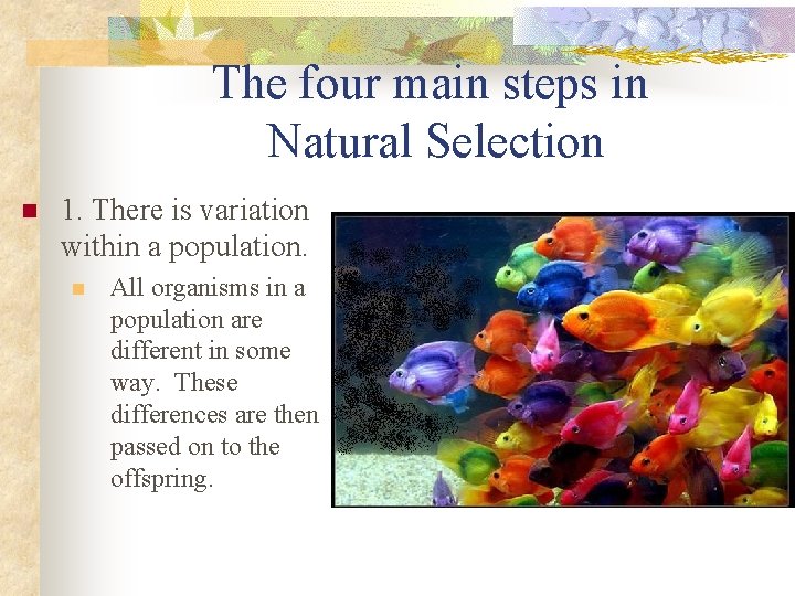 The four main steps in Natural Selection n 1. There is variation within a