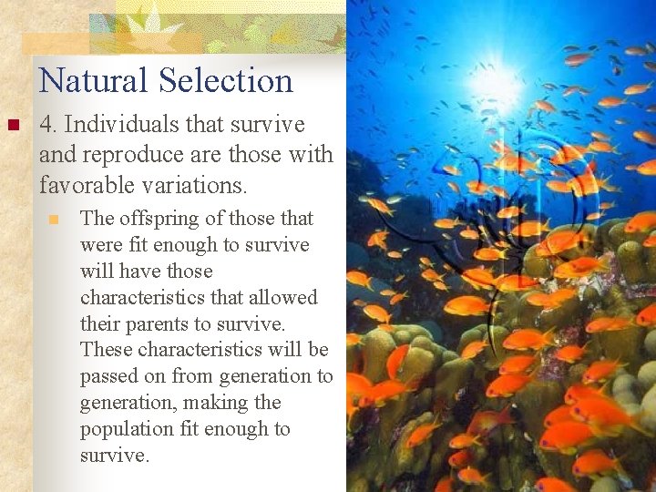 Natural Selection n 4. Individuals that survive and reproduce are those with favorable variations.