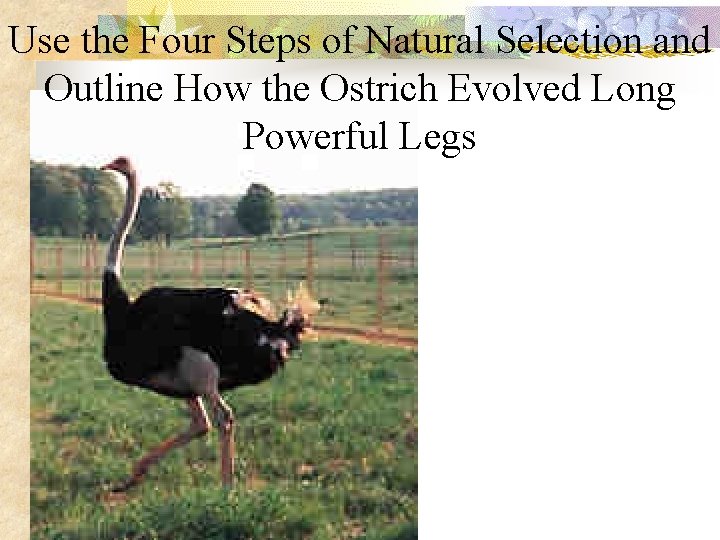 Use the Four Steps of Natural Selection and Outline How the Ostrich Evolved Long