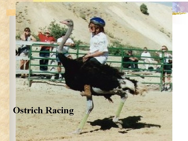 Ostrich Racing 