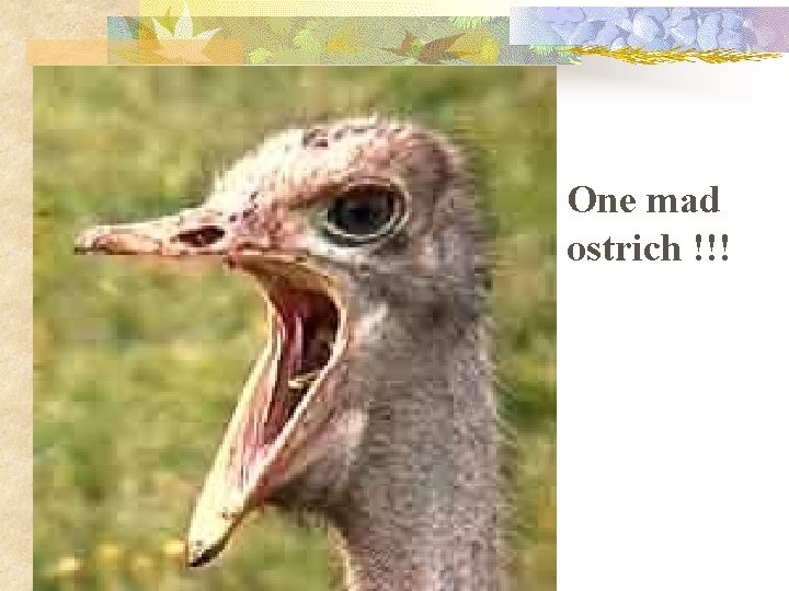 One mad ostrich !!! 