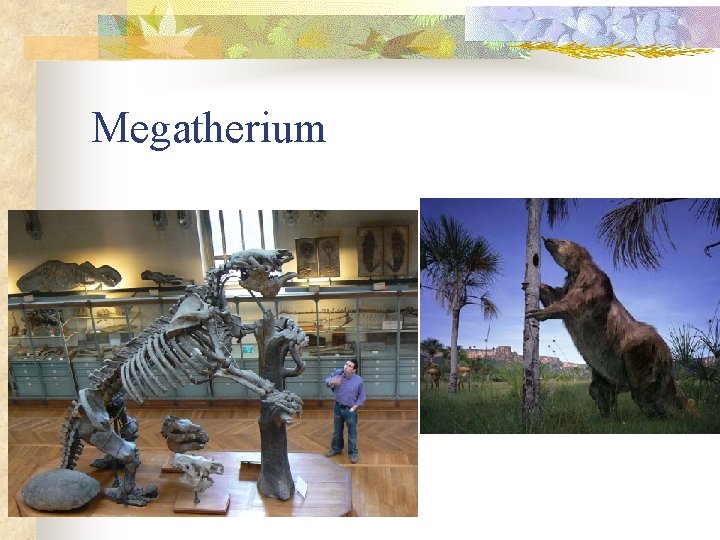 Megatherium 