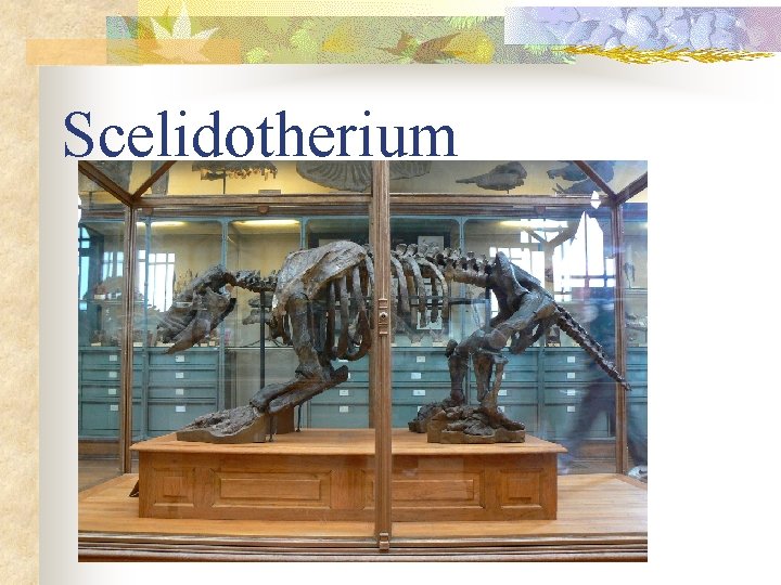 Scelidotherium 