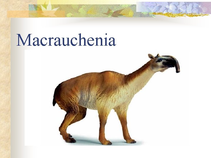 Macrauchenia 