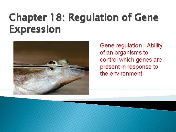 Chapter 18: Regulation of Gene Expression Gene regulation - Ability of an organisms to