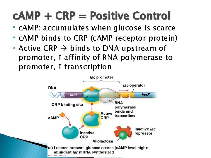 c. AMP + CRP = Positive Control c. AMP: accumulates when glucose is scarce c. AMP + CRP = Positive Control c. AMP: accumulates when glucose is scarce