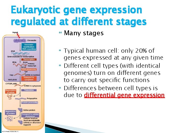 Eukaryotic gene expression regulated at different stages Many stages Typical human cell: only 20% Eukaryotic gene expression regulated at different stages Many stages Typical human cell: only 20%