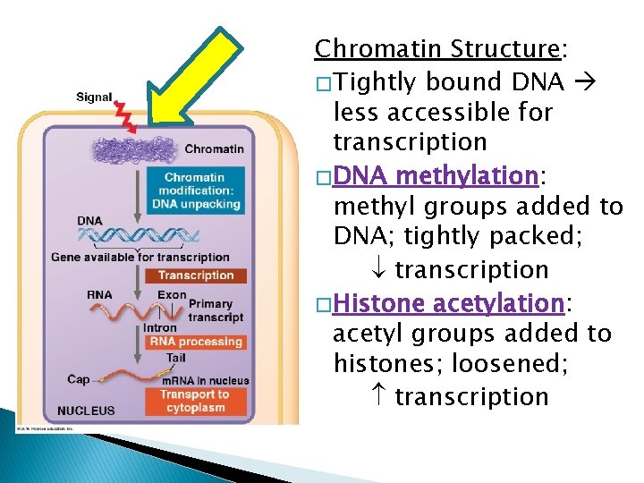 Chromatin Structure: �Tightly bound DNA less accessible for transcription �DNA methylation: methyl groups added