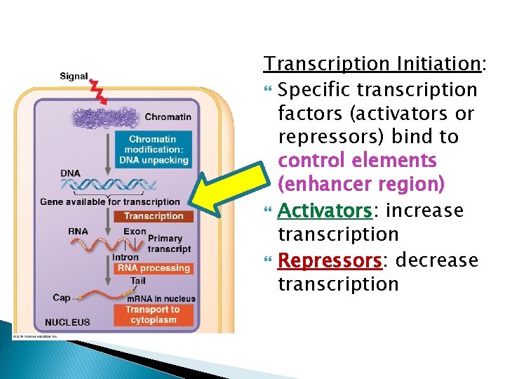 Transcription Initiation: Specific transcription factors (activators or repressors) bind to control elements (enhancer region)