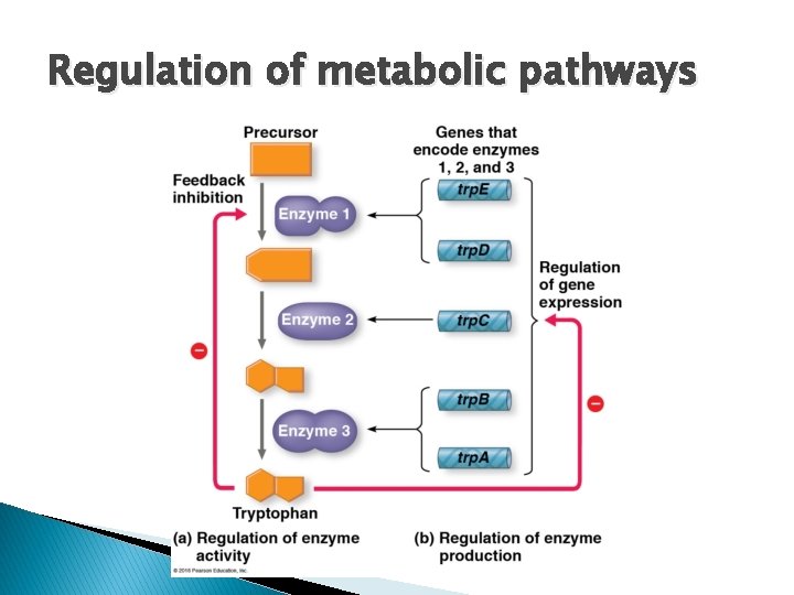 Regulation of metabolic pathways 