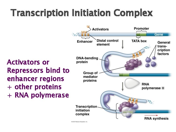 Transcription Initiation Complex Activators or Repressors bind to enhancer regions + other proteins +