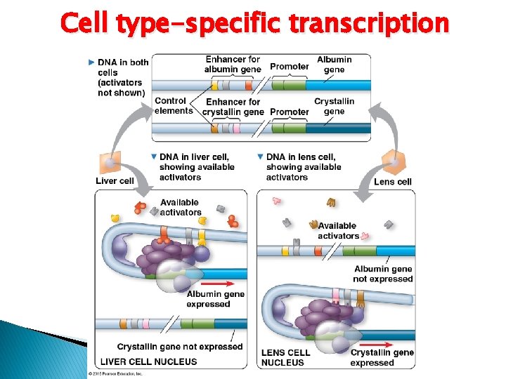 Cell type-specific transcription Cell type-specific transcription