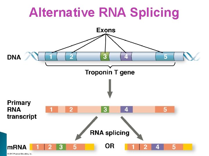 Alternative RNA Splicing 