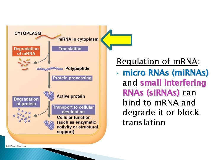 Regulation of m. RNA: • micro RNAs (mi. RNAs) and small interfering RNAs (si.