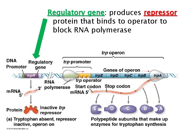 Regulatory gene: gene produces repressor protein that binds to operator to block RNA polymerase