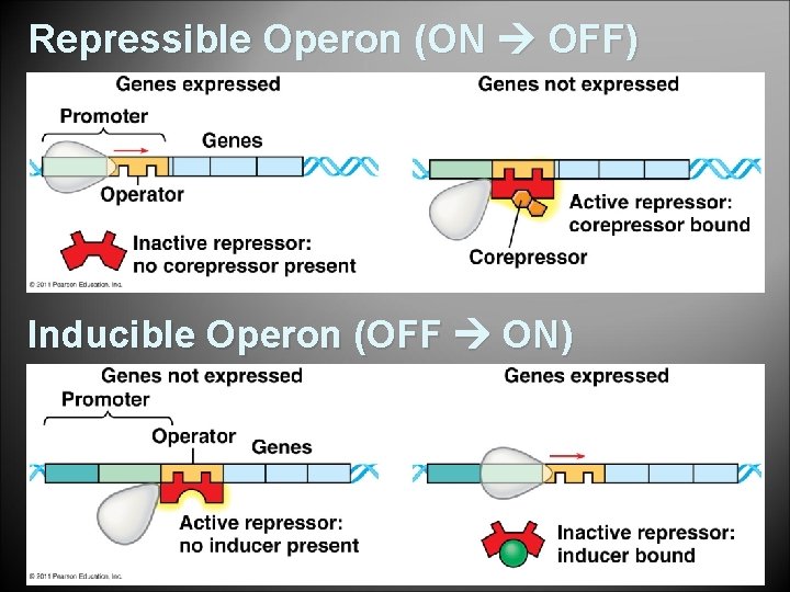 Repressible Operon (ON OFF) Inducible Operon (OFF ON) 