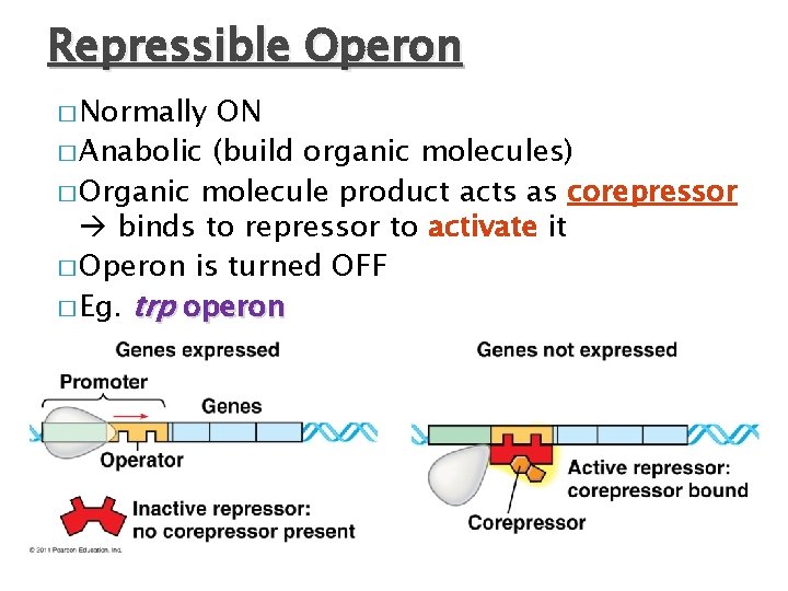 Repressible Operon � Normally ON � Anabolic (build organic molecules) � Organic molecule product