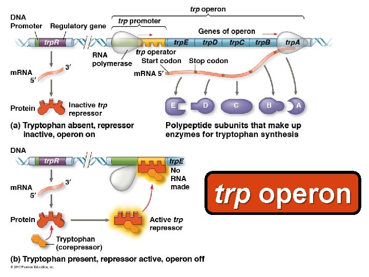 trp operon 