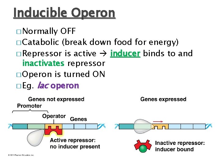 Inducible Operon � Normally OFF � Catabolic (break down food for energy) � Repressor