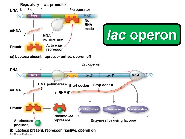 lac operon 