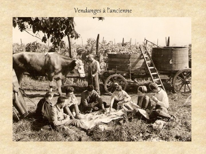 Vendanges à l’ancienne 