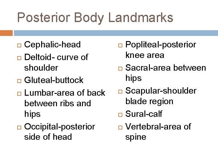 Posterior Body Landmarks Cephalic-head Deltoid- curve of shoulder Gluteal-buttock Lumbar-area of back between ribs