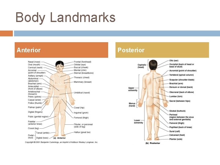 Body Landmarks Anterior Posterior 