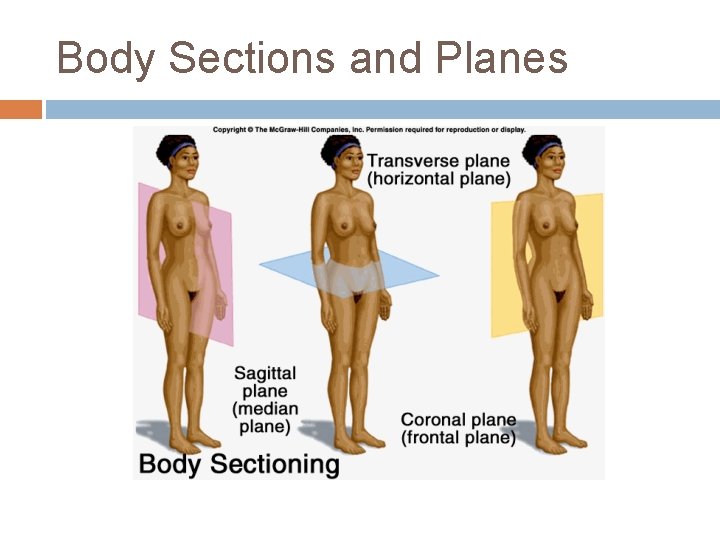 Body Sections and Planes 