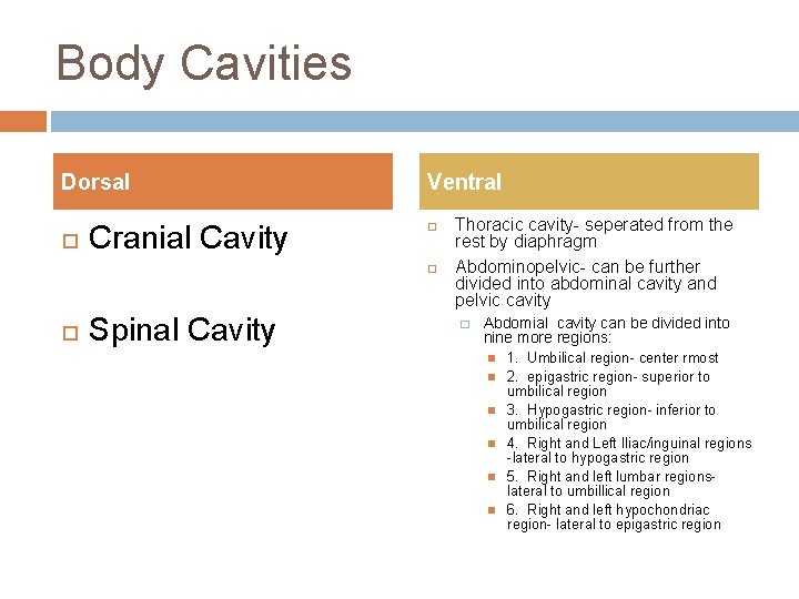 Body Cavities Dorsal Cranial Cavity Ventral Spinal Cavity Thoracic cavity- seperated from the rest