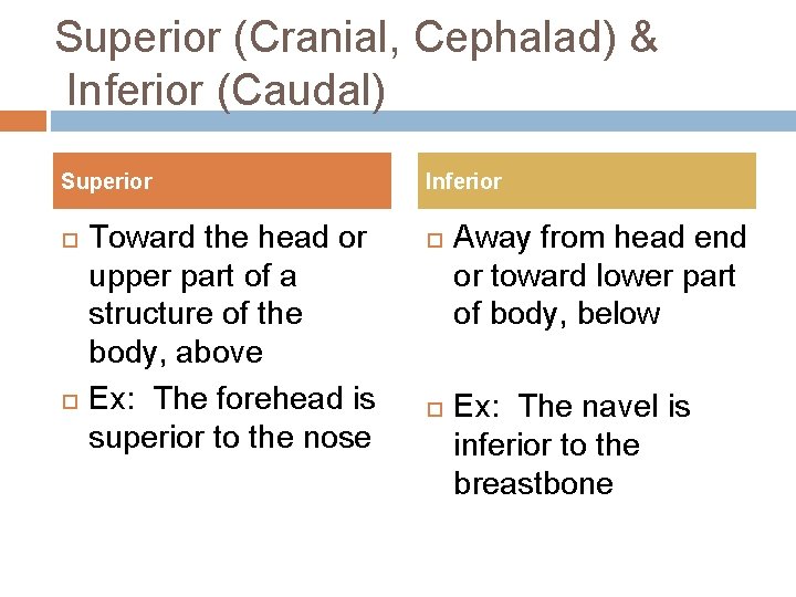 Superior (Cranial, Cephalad) & Inferior (Caudal) Superior Toward the head or upper part of