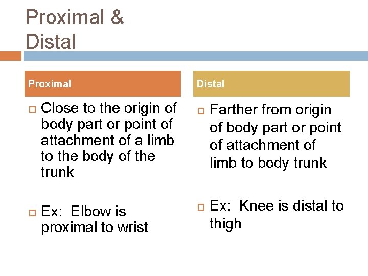 Proximal & Distal Proximal Close to the origin of body part or point of