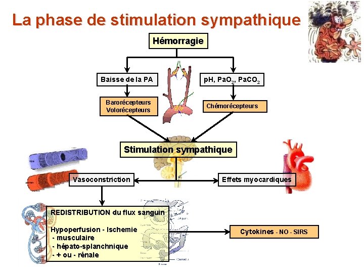 La phase de stimulation sympathique Hémorragie Baisse de la PA p. H, Pa. O