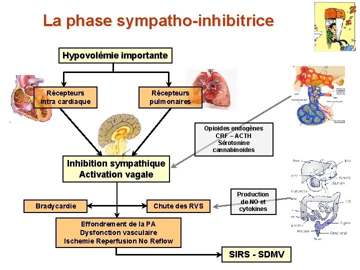 La phase sympatho-inhibitrice Hypovolémie importante Récepteurs intra cardiaque Récepteurs pulmonaires Opioides endogènes CRF –