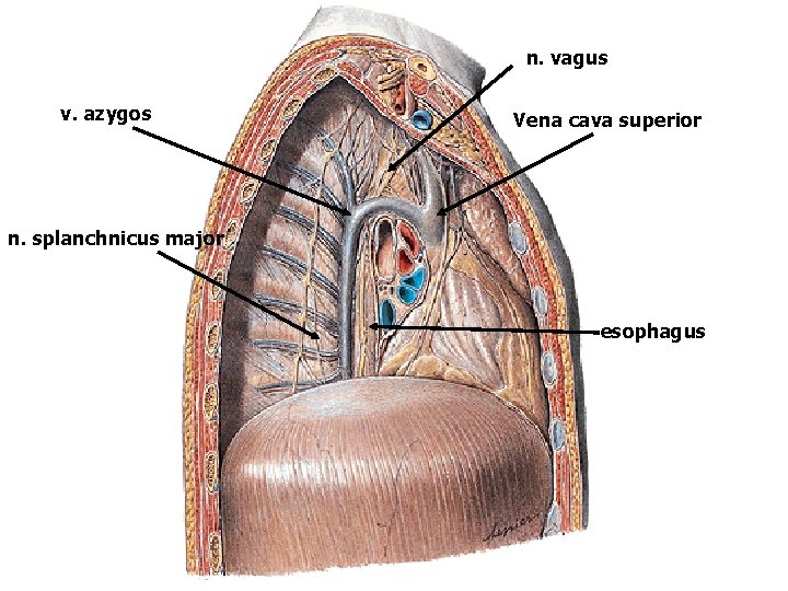 n. vagus v. azygos Vena cava superior n. splanchnicus major esophagus 