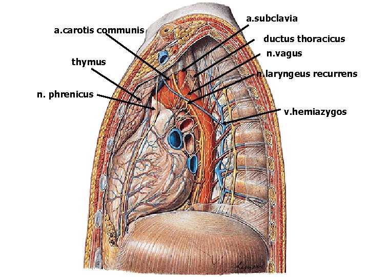 a. subclavia a. carotis communis thymus ductus thoracicus n. vagus n. laryngeus recurrens n.