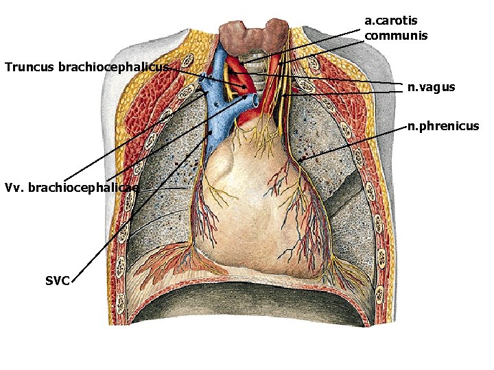 a. carotis communis Truncus brachiocephalicus n. vagus n. phrenicus Vv. brachiocephalicae SVC 