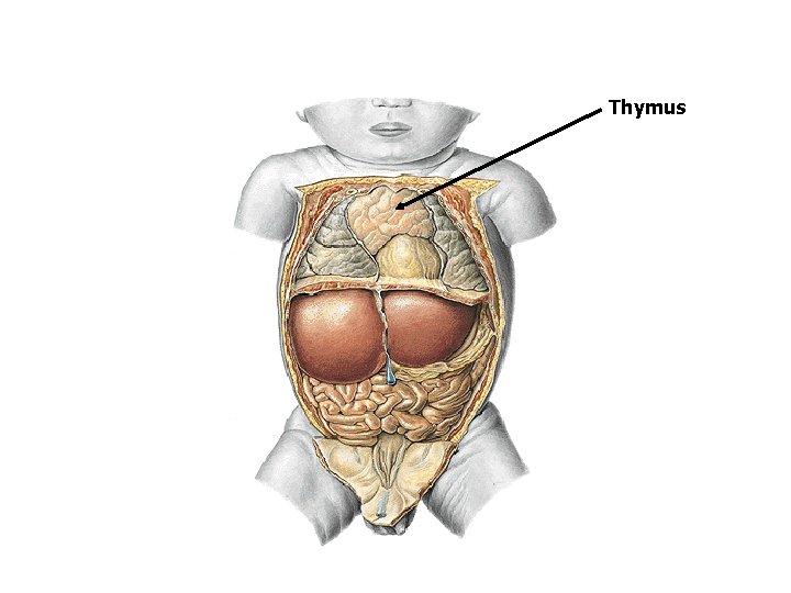 Thymus 