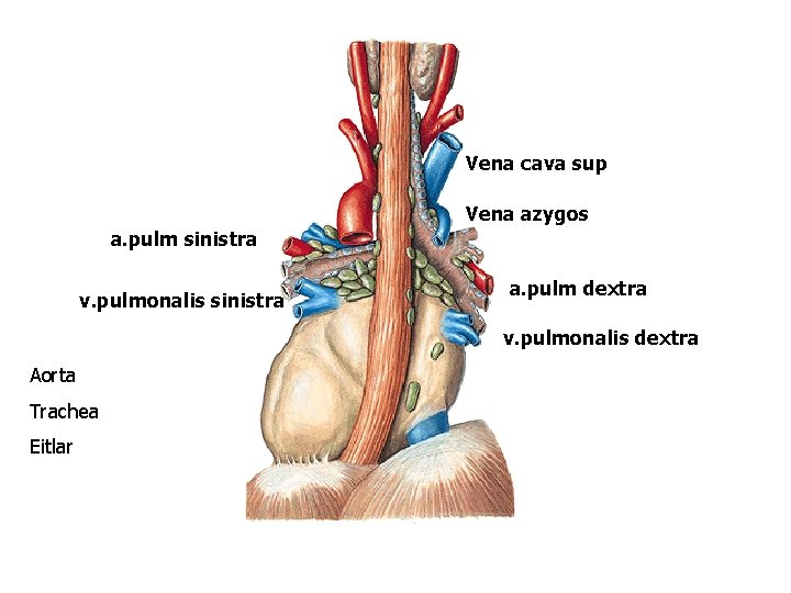 Vena cava sup Vena azygos a. pulm sinistra v. pulmonalis sinistra a. pulm dextra