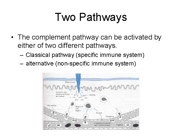 Two Pathways • The complement pathway can be activated by either of two different