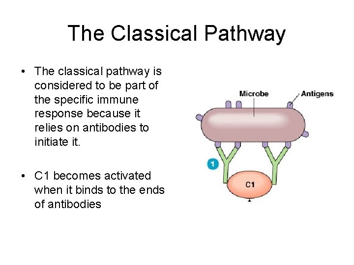 The Classical Pathway • The classical pathway is considered to be part of the