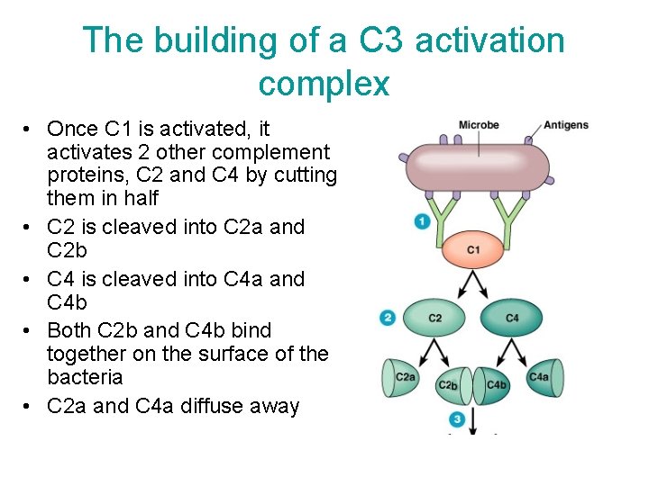 The building of a C 3 activation complex • Once C 1 is activated,