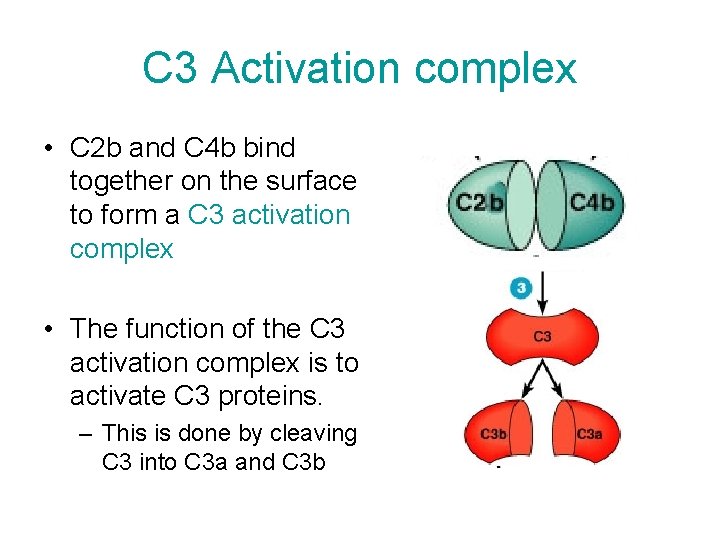 C 3 Activation complex • C 2 b and C 4 b bind together