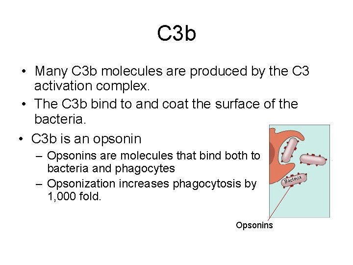 C 3 b • Many C 3 b molecules are produced by the C